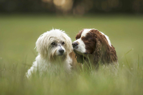 Hunde Gruppenfoto, Lübeck